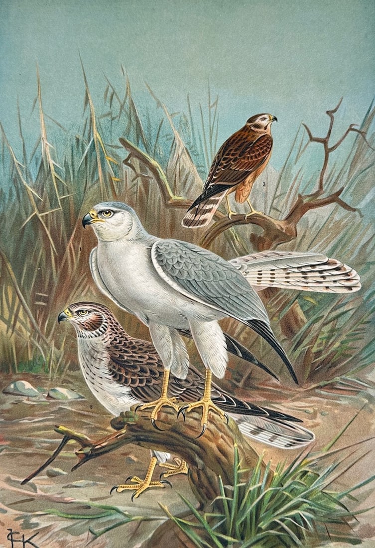 Johann Friedrich Naumann – Steller's Sea Eagle: Adult, Juvenile, and Immature Plumages (1 of 3)