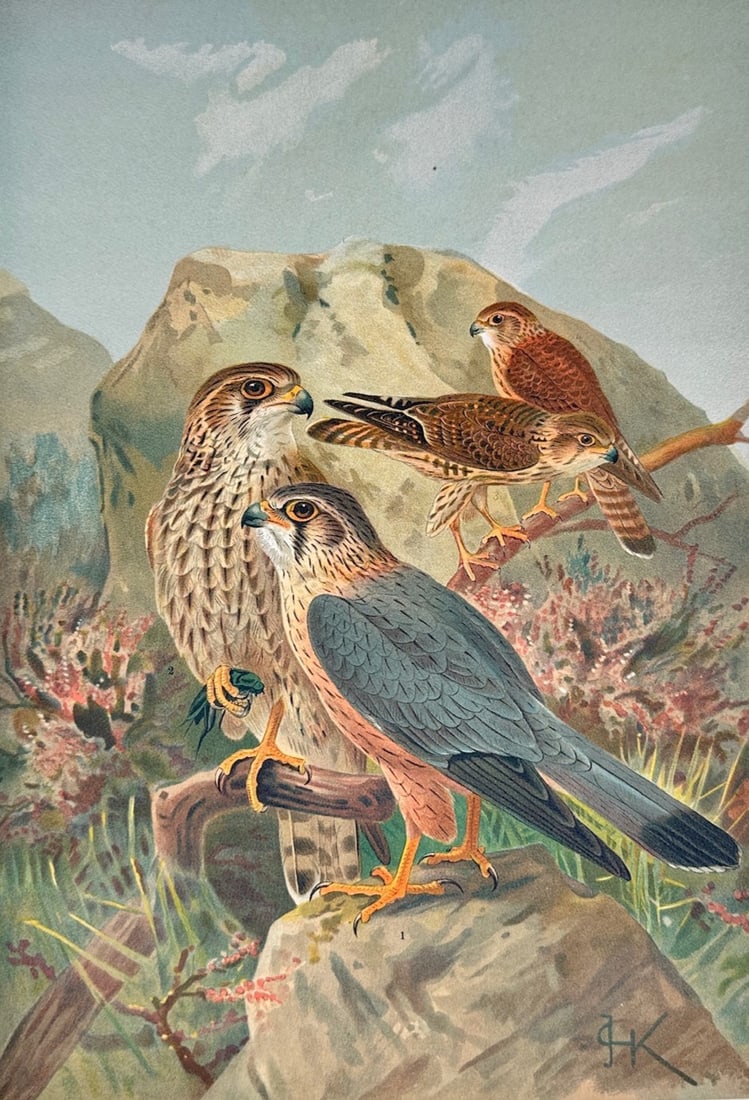 Johann Friedrich Naumann – Merlin Falcon – Lithograph (19th Century): "Merlin Falcon" This scientific illustration depicts several specimens of the merlin falcon perched on rocks and branches in an open mountainous landscape. The detailed composition focuses on document