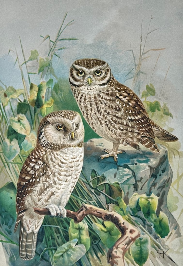 Johann Friedrich Naumann – Eurasian Pygmy Owl and Tengmalm's Owl: Comparative Study (1 of 2)