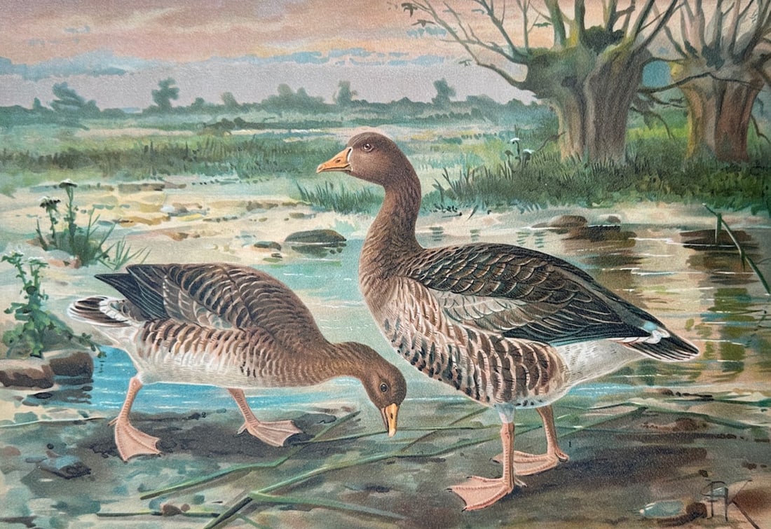 Johann Friedrich Naumann – Greylag Goose: Adult Male and Female in Wetland Habitat – Lithograph (1 of 3)