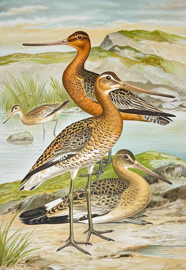 Johann Friedrich Naumann – Black-Tailed Godwit and Red-Billed Godwit: Shorebird Species: "Black-Tailed Godwit and Red-Billed Godwit: Shorebird Species" depicts four wading birds displaying the genus's characteristic long, slender bills and warm rufous-buff plumage with intricate barring p