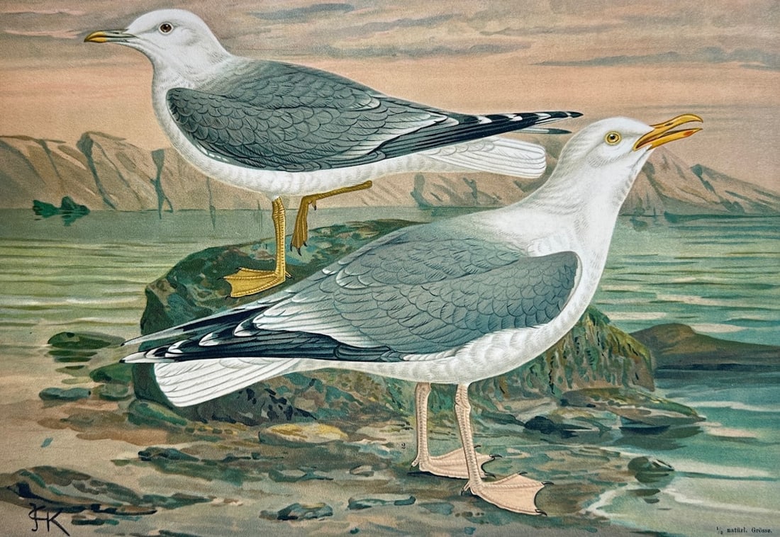 Johann Friedrich Naumann – Common Gull and Silver Gull in Coastal Habitat – Lithograph (1 of 3)