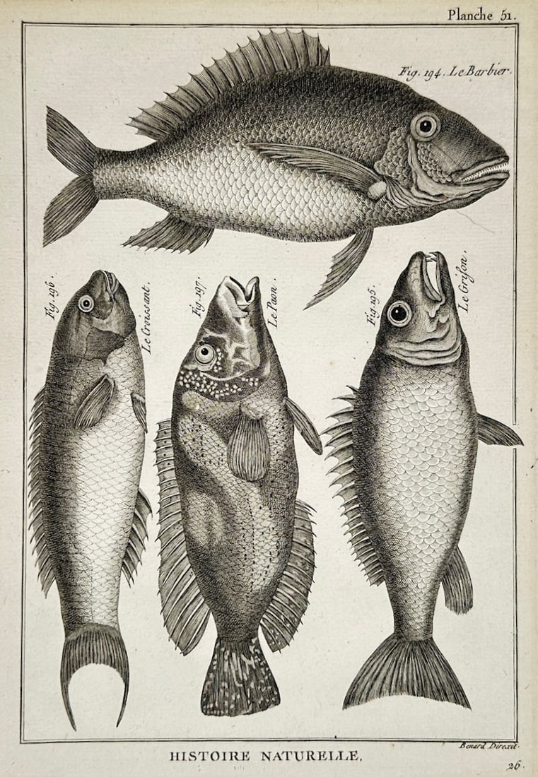 Robert Benard – Fish Species Comparative Study: Harbinger and Allied Forms – Engraving (1 of 2)