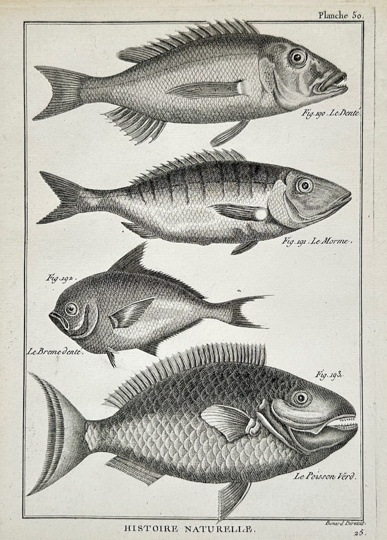 Robert Benard – Four Fish Species: Bream, Mullet, Gilt-Head, and Mackerel – Engraving (1 of 2)