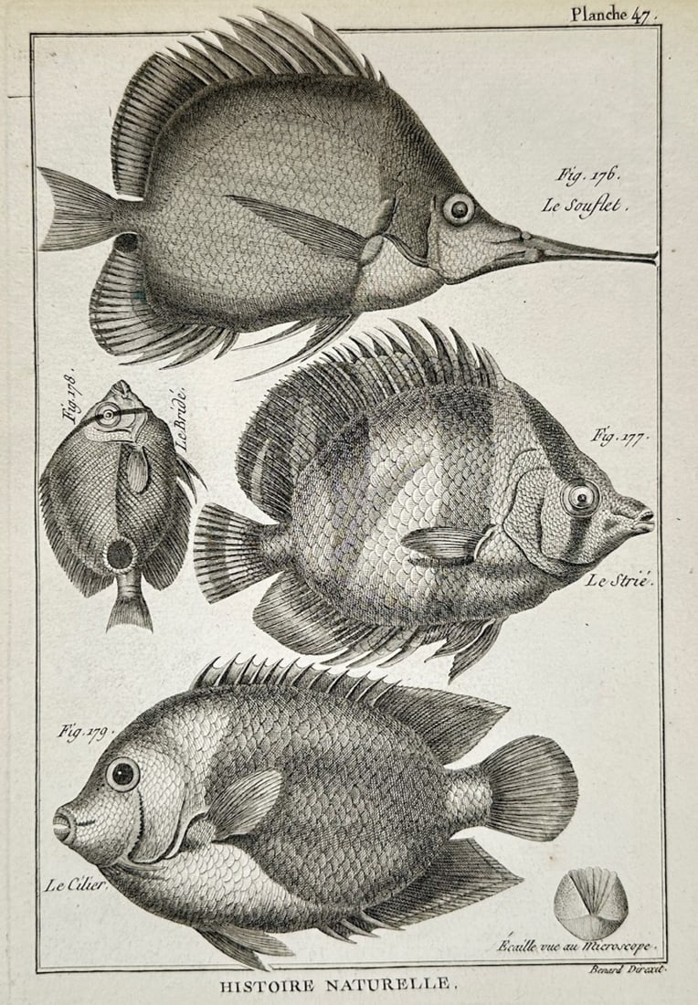Robert Benard – Tropical Fish Species: Surgeon Fish, Striped Fish, and Wedge Fish – Engravings (1 of 2)