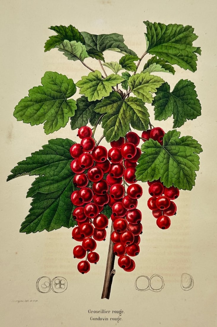 Guillaume Severeyns – Red Currant: Botanical Study with Fruit and Seed Dissections – Lithograph (1 of 2)