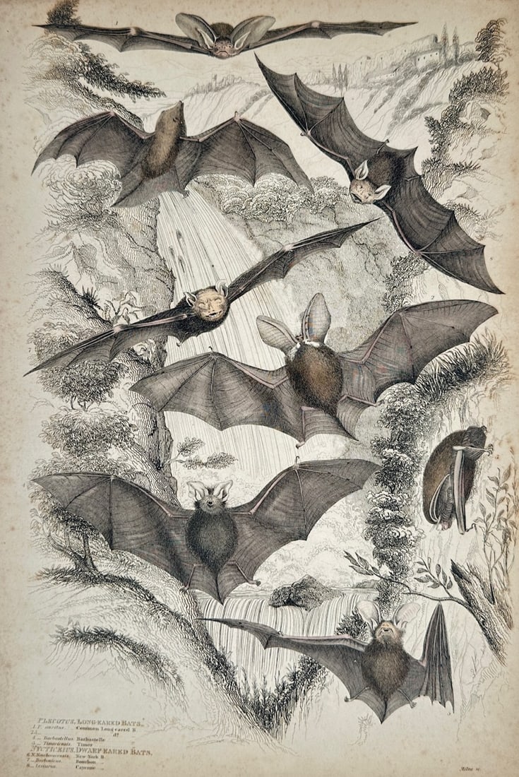 William MacGillivray – Various Bat Species in Natural Habitat – Lithograph (19th Century) (1 of 2)