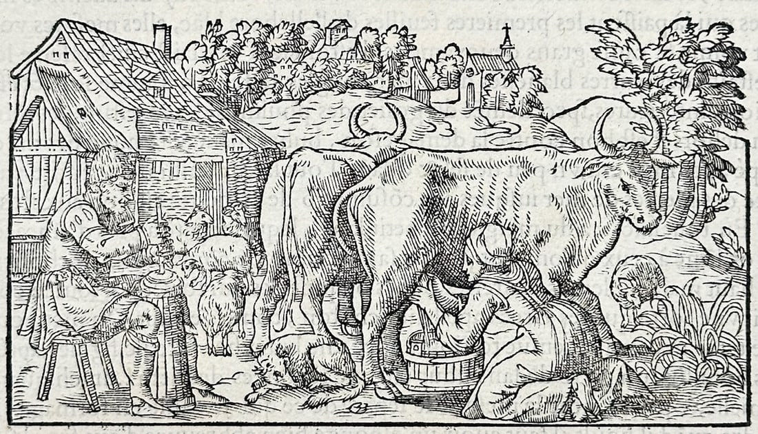 Pietro Andrea Mattioli – On Butter and Its Virtues: Dairy Husbandry Practices – Woodcut (1 of 3)