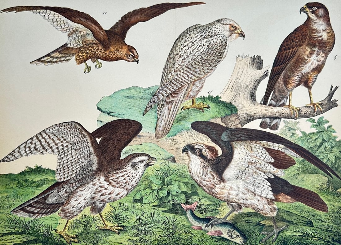 Gotthilf Heinrich von Schubert – Diurnal Birds of Prey – Lithograph (19th Century) (1 of 2)