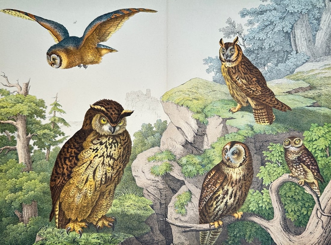 Gotthilf Heinrich von Schubert – Nocturnal Birds of Prey – Lithograph (19th Century) (1 of 3)