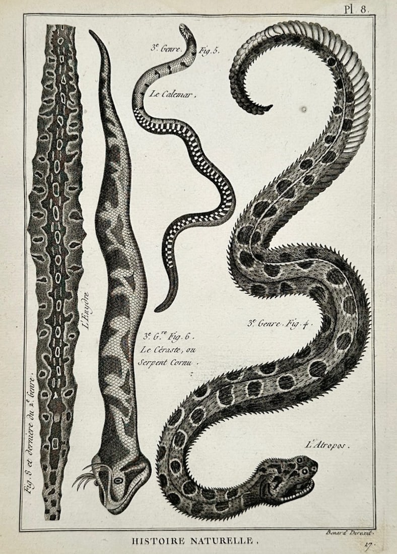 Robert Benard – Herpetological Studies of Serpents – Engraving (18th Century) (1 of 2)
