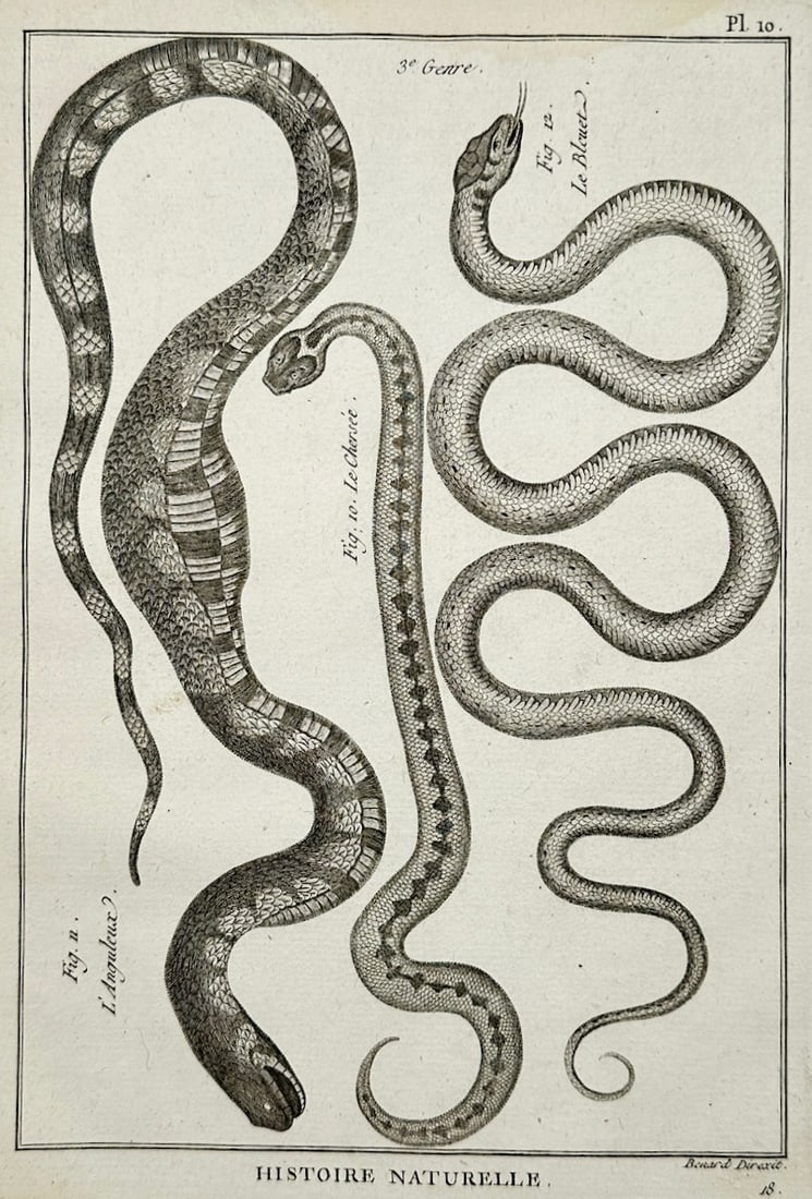 Robert Benard – Herpetological Studies of Snakes and Serpents – Engraving (18th Century): "Herpetological Studies of Snakes and Serpents" This engraving displays a scientific compilation of several snake species, illustrating their winding forms, scale patterns, and distinctive physical ma