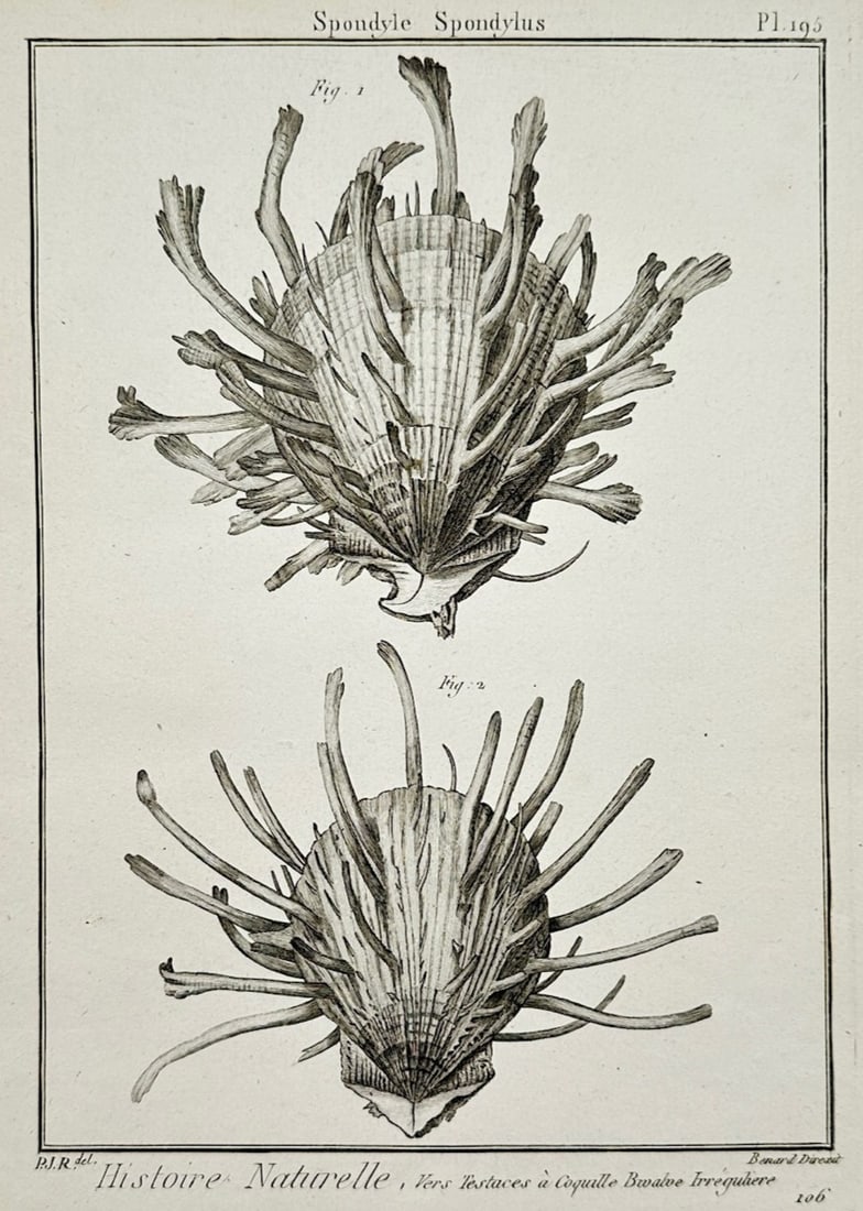 Robert Benard – Conchological Studies of Spondylus – Engraving (18th Century) (1 of 2)