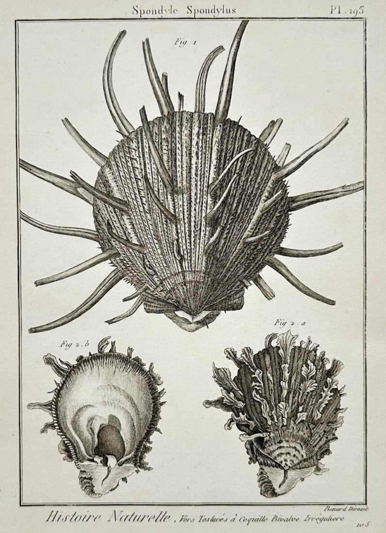 Robert Benard – Conchological Studies of Spondylus Bivalves – Engraving (18th Century) (1 of 2)