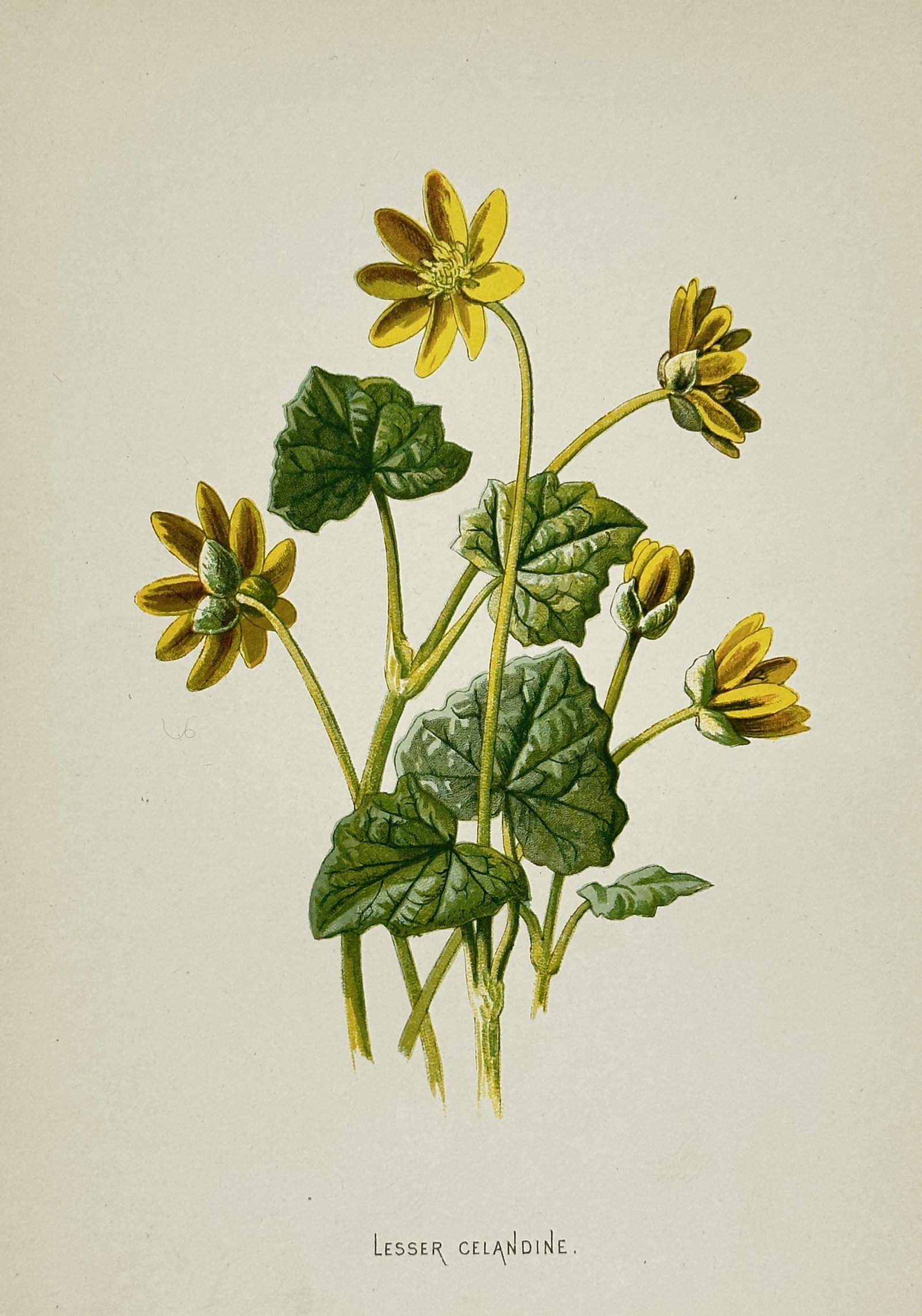Frederick Edward Hulme – Lesser Celandine – Lithograph (19th Century) (1 of 2)