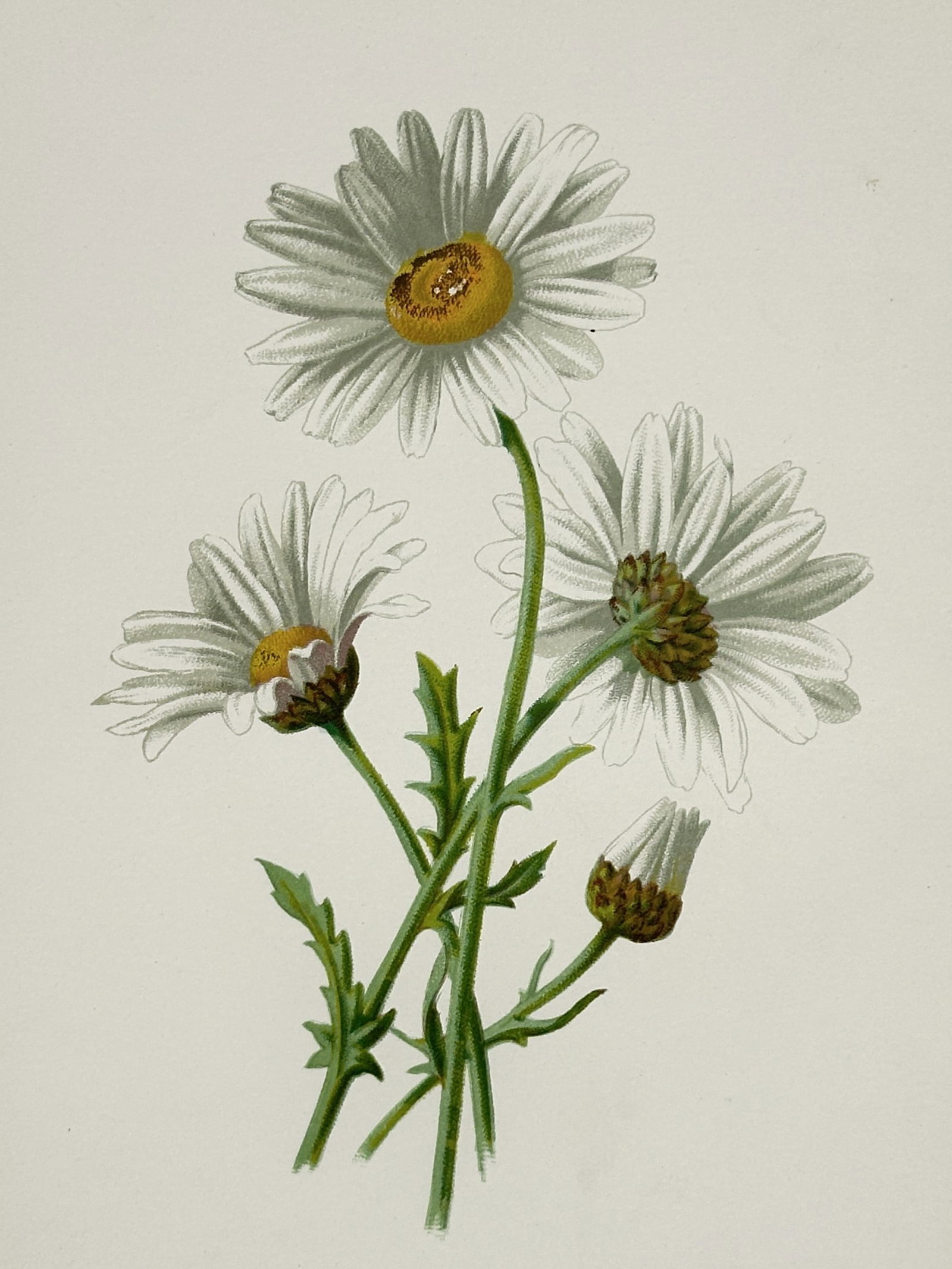 Frederick Edward Hulme – Ox-Eye Daisy – Lithograph (19th Century) (1 of 2)