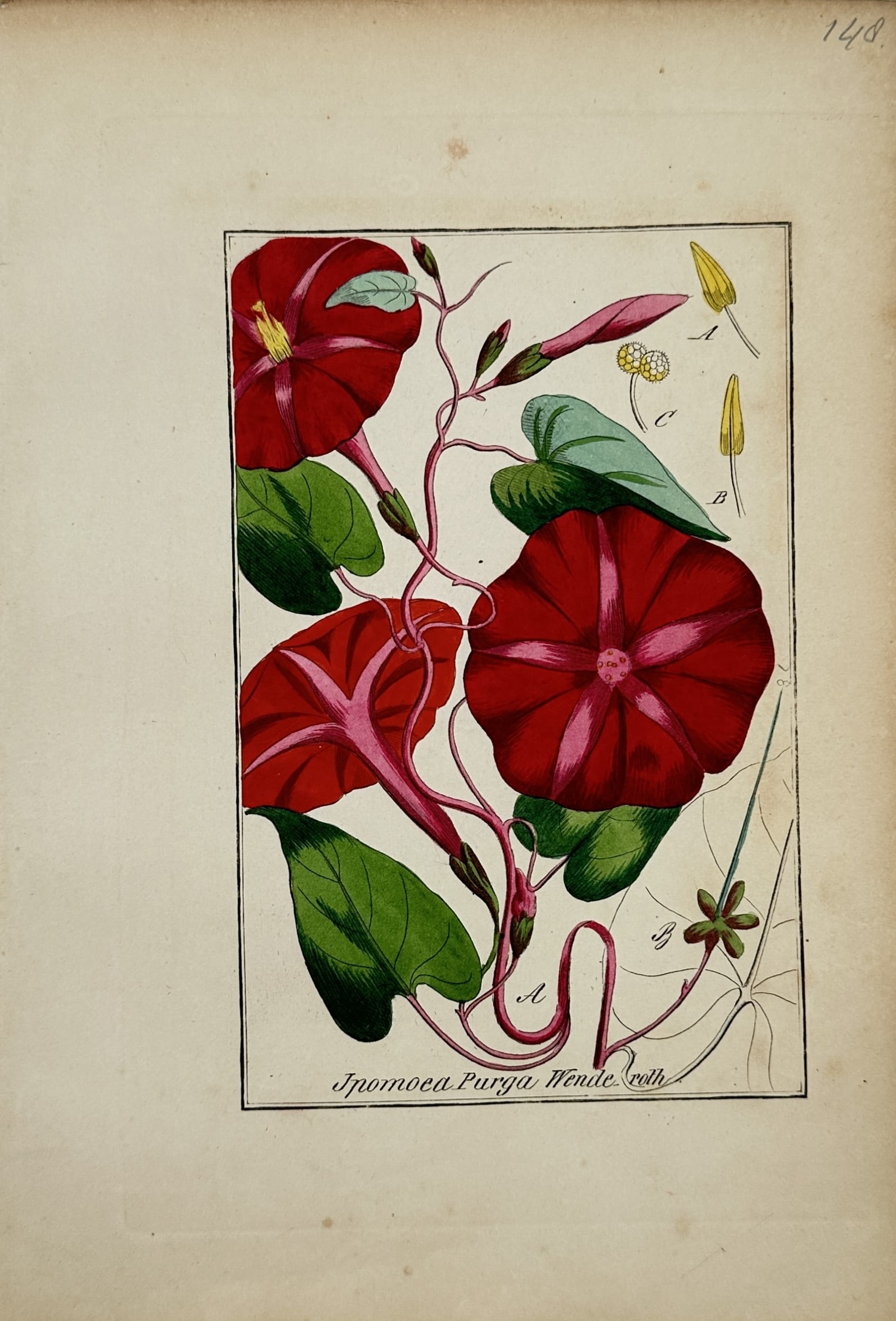 Max Schulze – Jalap – Lithograph (19th Century): "Jalap" This botanical study illustrates a climbing jalap vine featuring large, bell-shaped red blossoms, twisted pink stems, and broad green leaves against a neutral background. The work includes sep