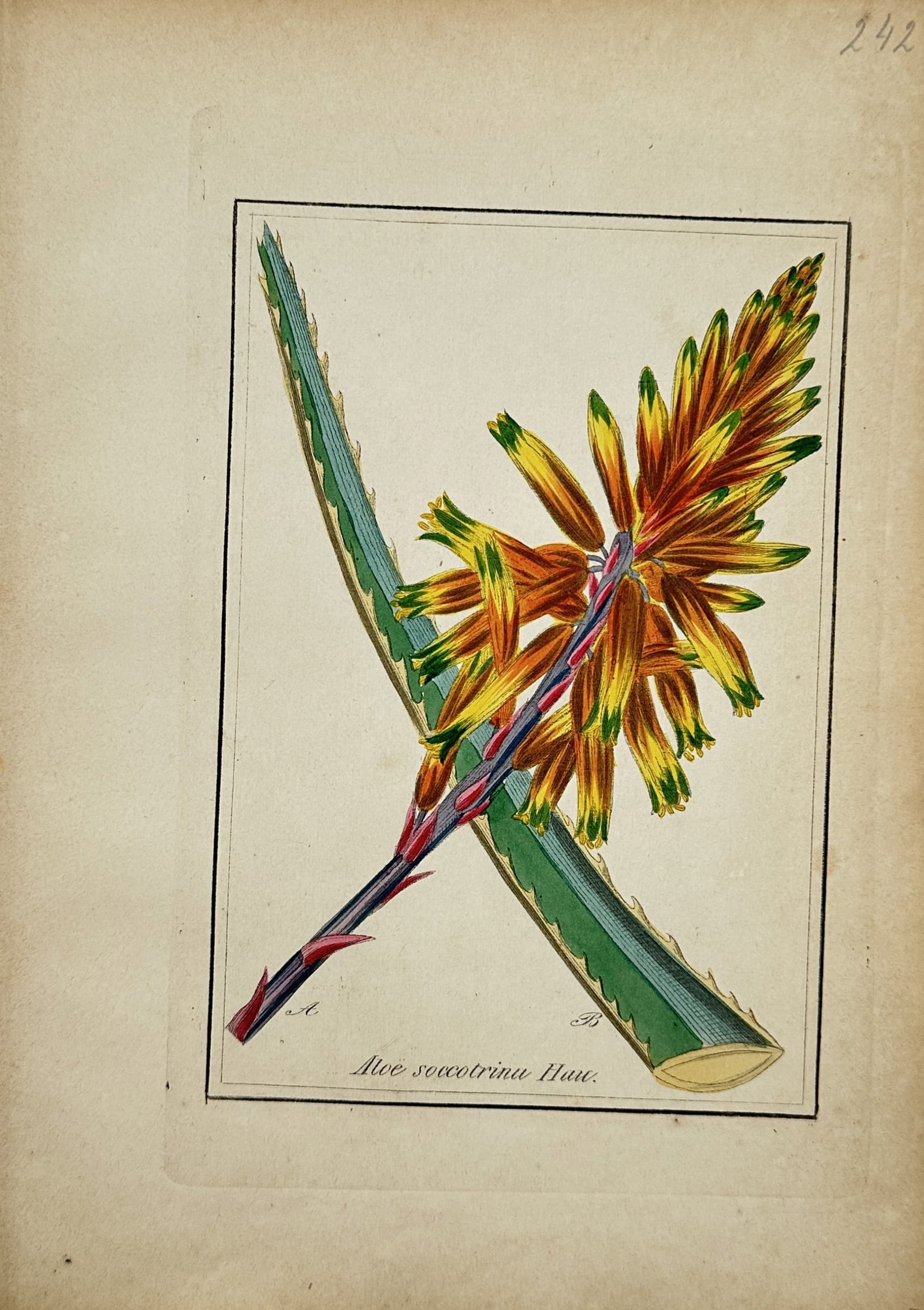 Max Schulze – Socotrine Aloe – Lithograph (19th Century): "Socotrine Aloe" This botanical study illustrates a flowering spike of an aloe plant bearing tubular orange and yellow blossoms alongside a thick, spiny green leaf section. The depiction showcases the