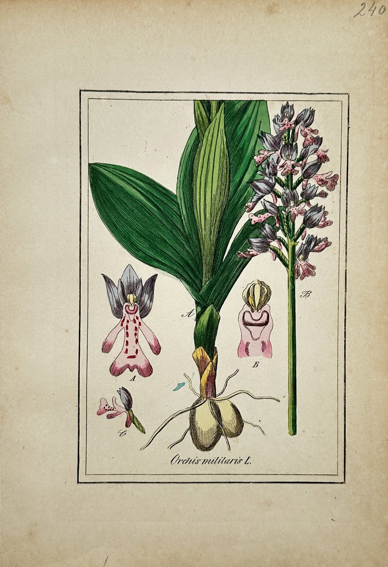 Max Schulze – Military Orchid – Lithograph (19th Century): "Military Orchid" This botanical study illustrates a flowering military orchid displaying its distinctive helmeted purple and pink blooms alongside ribbed green leaves, roots, and tubers. The composit