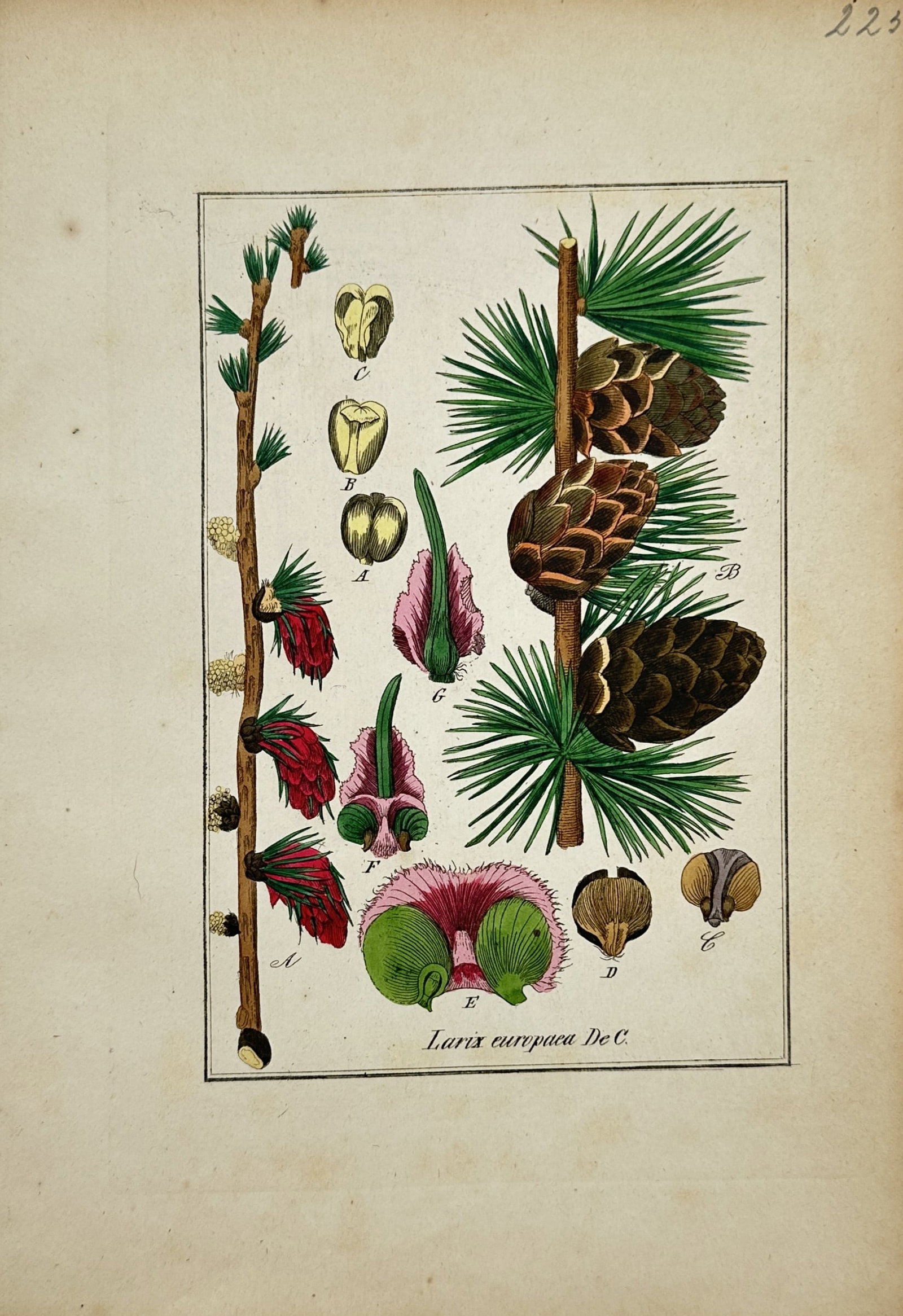 Max Schulze – European Larch – Lithograph (19th Century): "European Larch" This botanical study illustrates branch segments of a European larch showing needle-like green leaves, mature brown cones, and emerging red female cones against a neutral background. 