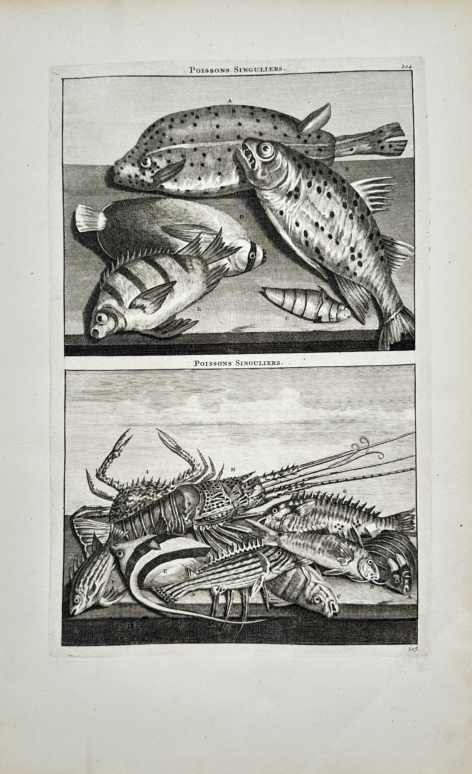 Cornelis de Bruyn – Singular Fish – Engraving (18th Century): "Singular Fish" This print features two panels illustrating various unusual marine species, including spotted fish and a spiny lobster, arranged on flat surfaces against simple backgrounds. The highly