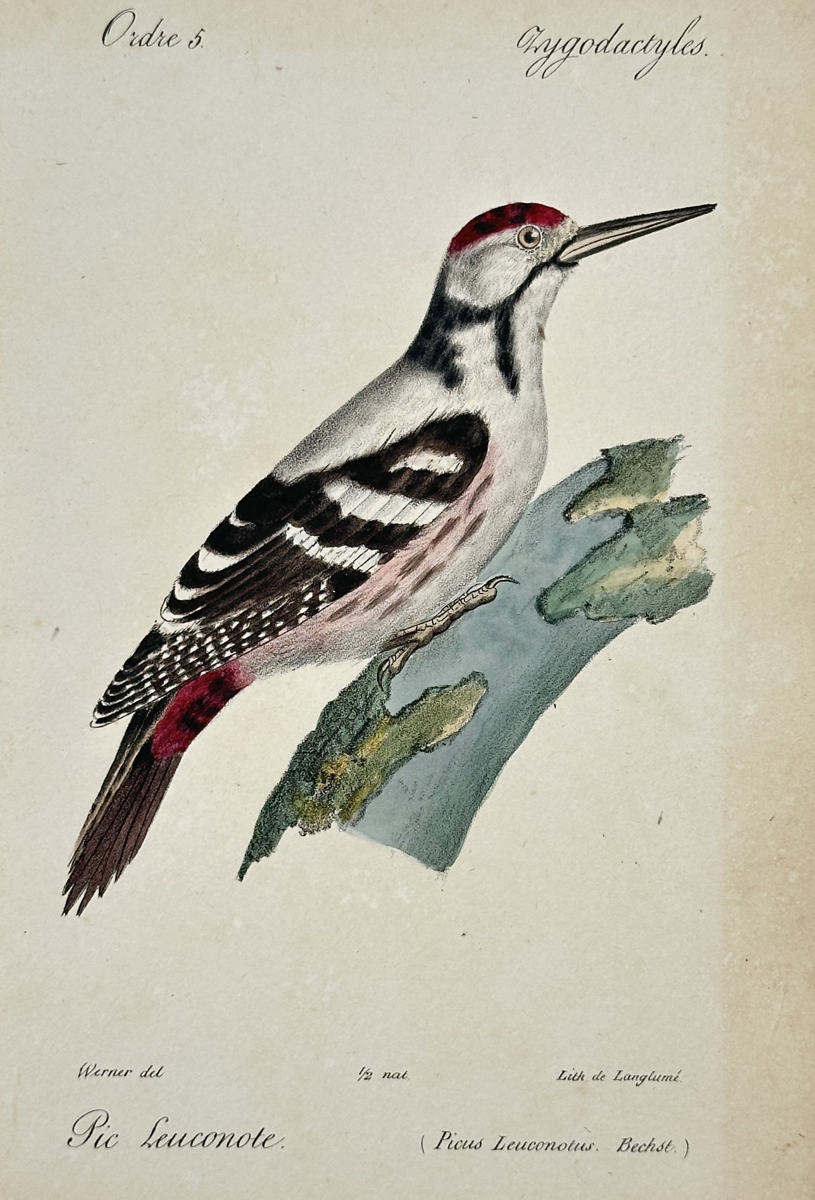 Jean Charles Werner – White-Backed Woodpecker – Lithograph (19th Century) (1 of 2)