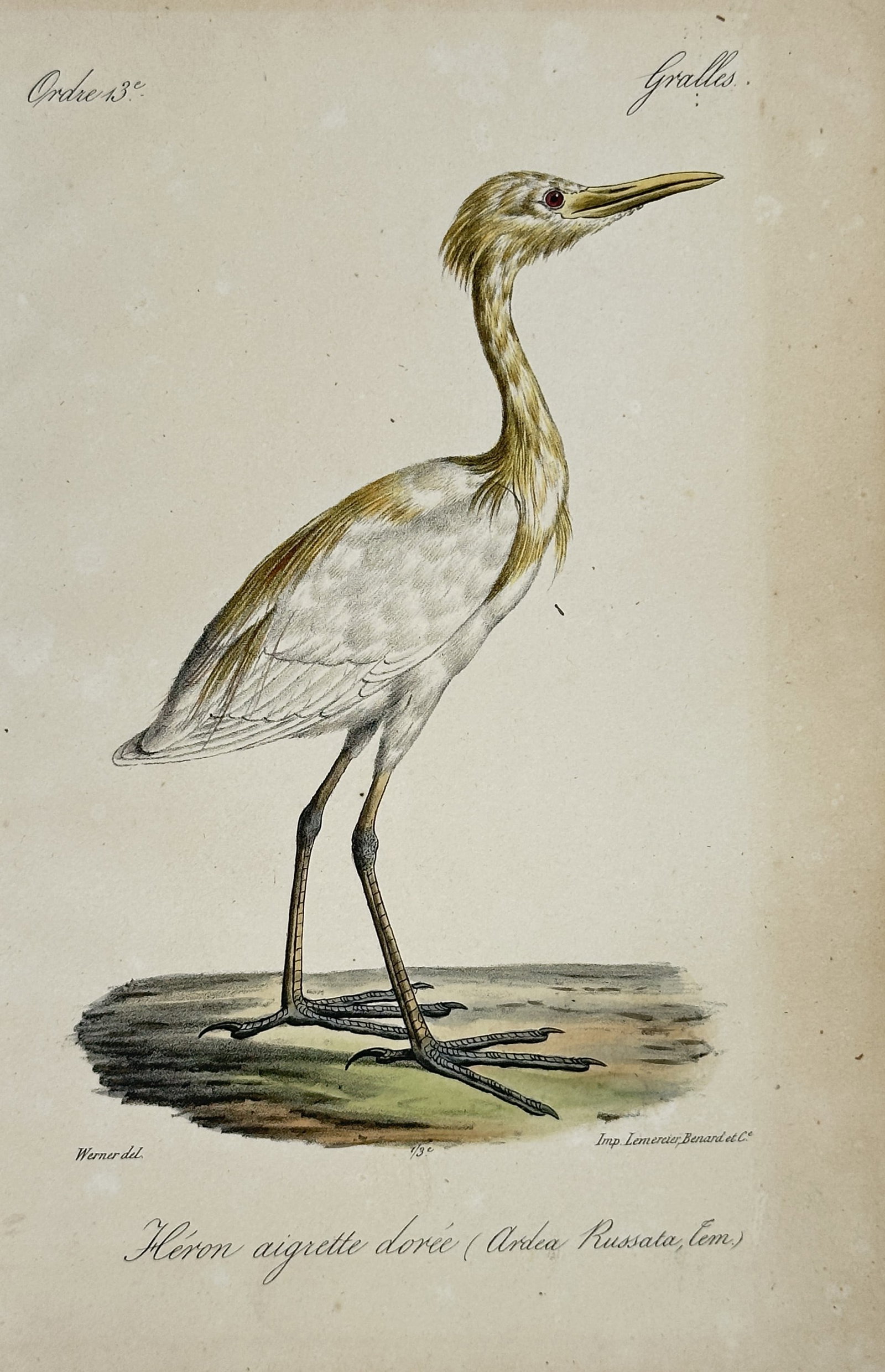 Jean Charles Werner – Cattle Egret – Lithograph (19th Century) (1 of 2)