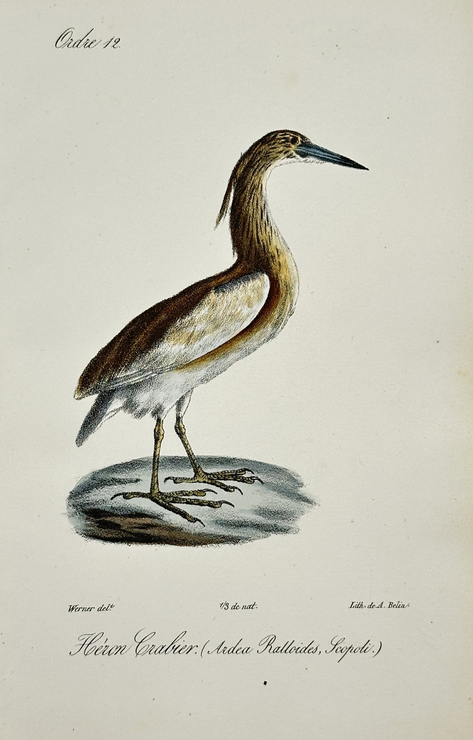 Jean Charles Werner – Squacco Heron – Lithograph (19th Century) (1 of 1)