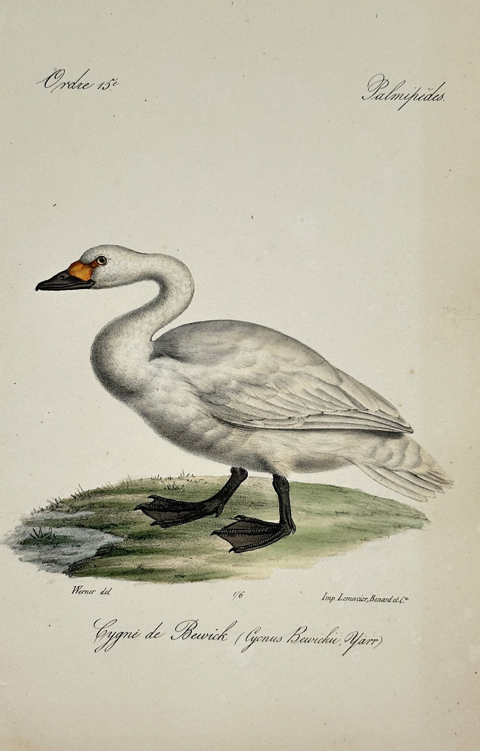 Jean Charles Werner – Bewick's Swan – Lithograph (19th Century) (1 of 2)