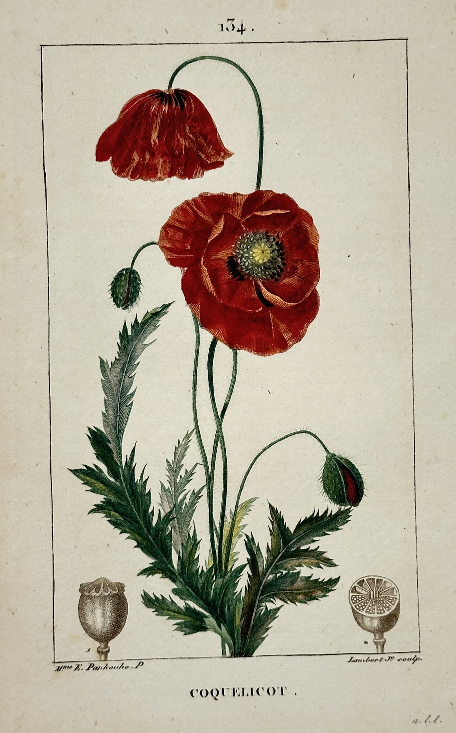 Ernestine Panckoucke – Corn Poppy – Hand-Colored Engraving (19th Century): "Coquelicot" This botanical study illustrates the vibrant red flowers, buds, and seed pods of a corn poppy set against a plain background. The work was created for the Flore Medicale, a comprehensive 
