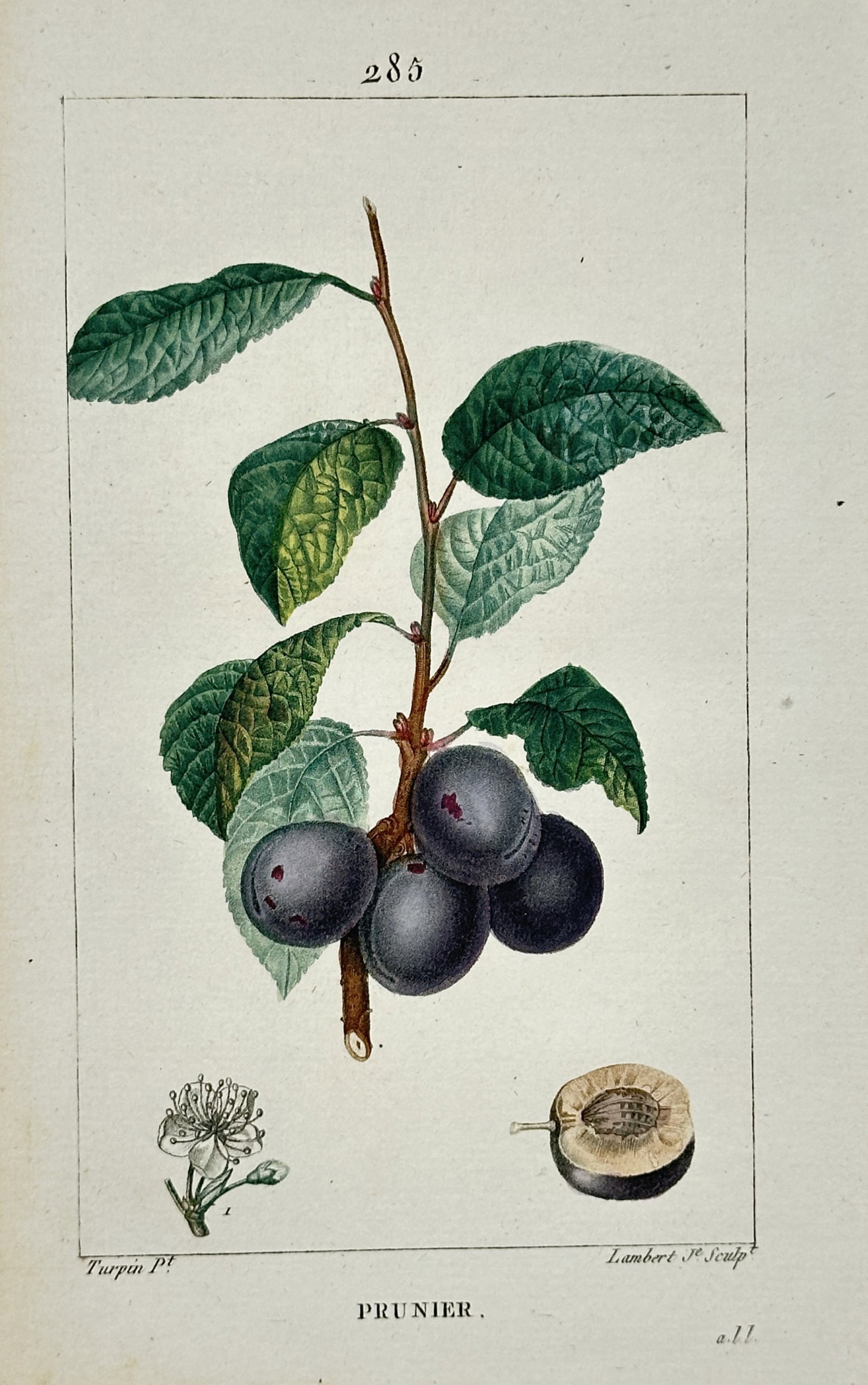 Pierre Jean Francois Turpin – Plum Tree – Hand-Colored Engraving (19th Century) (1 of 2)