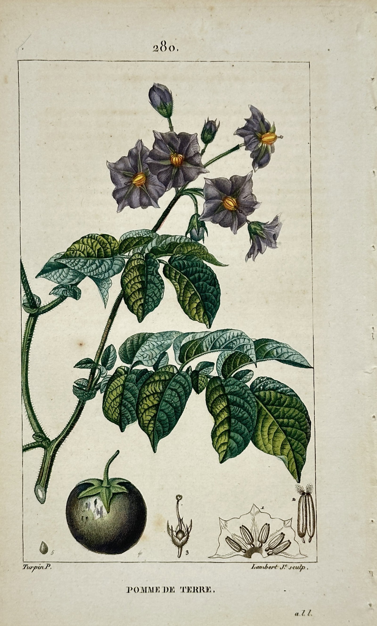 Pierre Jean Francois Turpin – Potato – Hand-Colored Engraving (19th Century) (1 of 2)