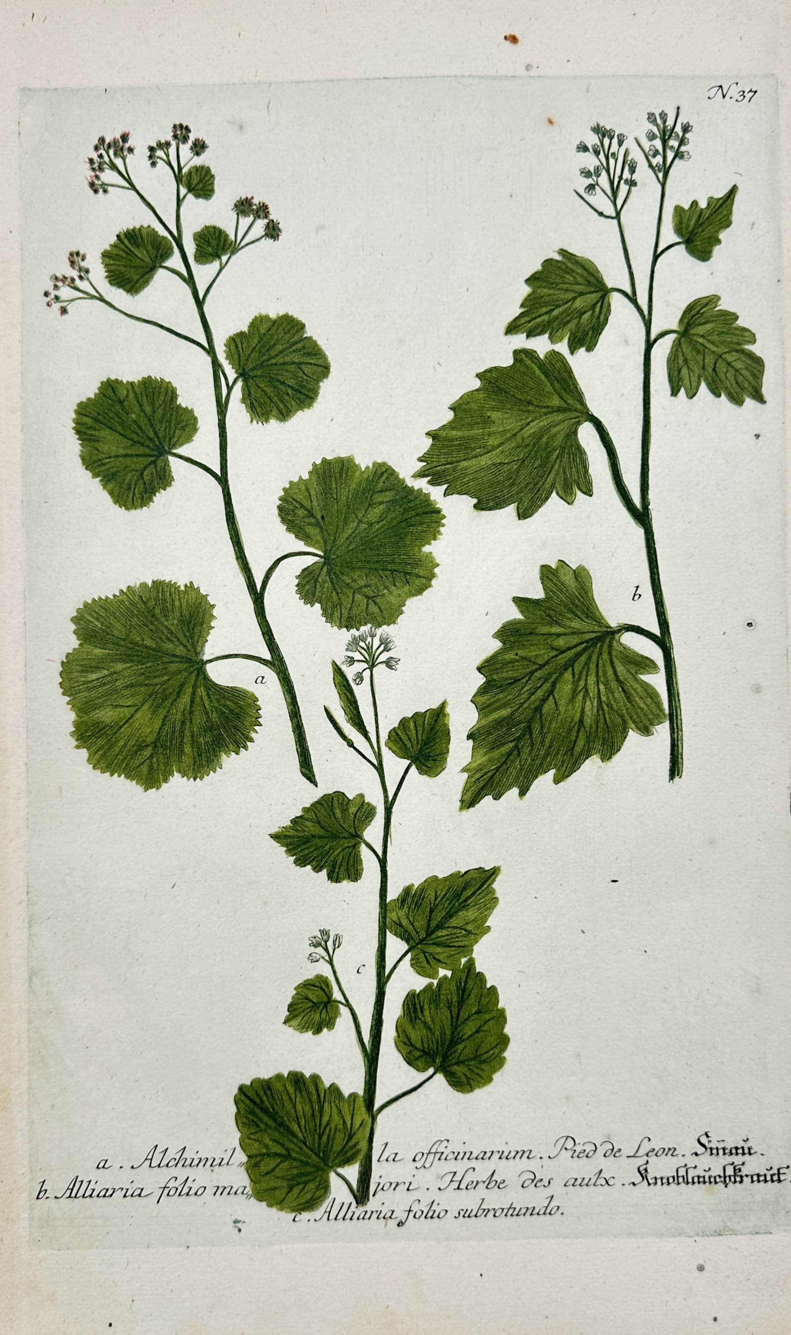 Johann Wilhelm Weinmann – Lady's Mantle and Garlic Mustard – Mezzotint and engraving (1 of 2)