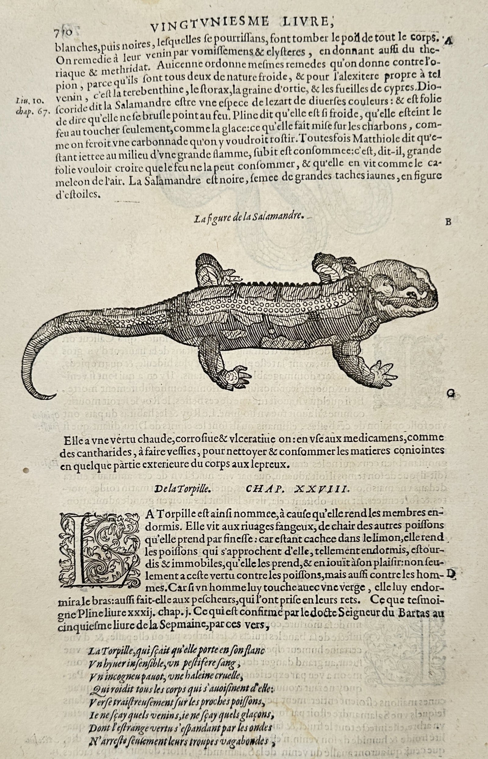 Ambroise Paré – Natural Study of a Salamander – Woodcut (16th Century): "Figure of the Salamander" This natural history print illustrates a detailed woodcut depiction of a spotted salamander surrounded by Renaissance French typography discussing its legendary and physical
