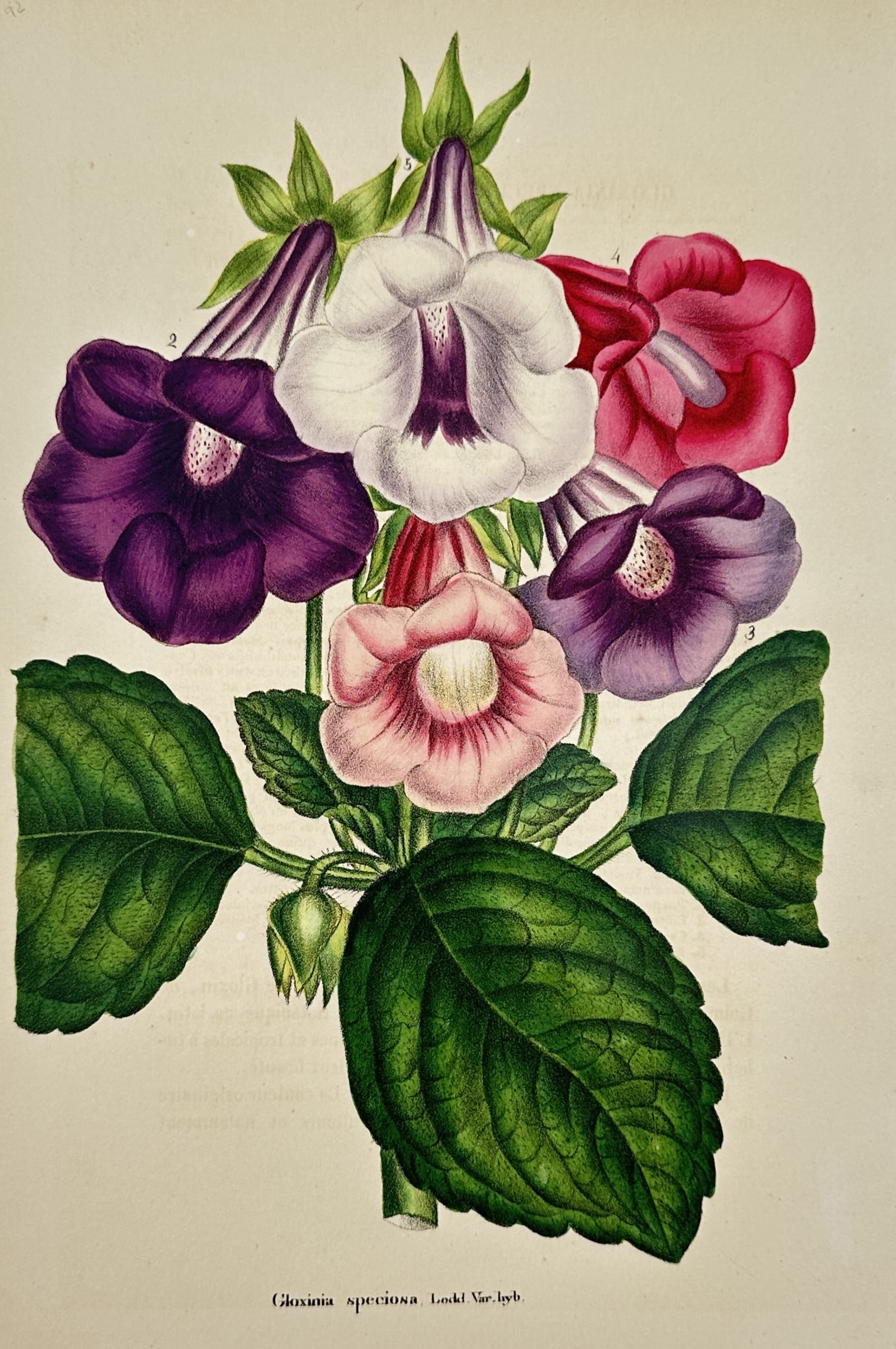 Guillaume Severeyns – Gloxinia Speciosa – Lithograph (19th Century): "Gloxinia Speciosa" This botanical print illustrates a vibrant cluster of bell-shaped florist's gloxinia flowers in shades of purple, violet, pink, and white emerging from broad green leaves. The work
