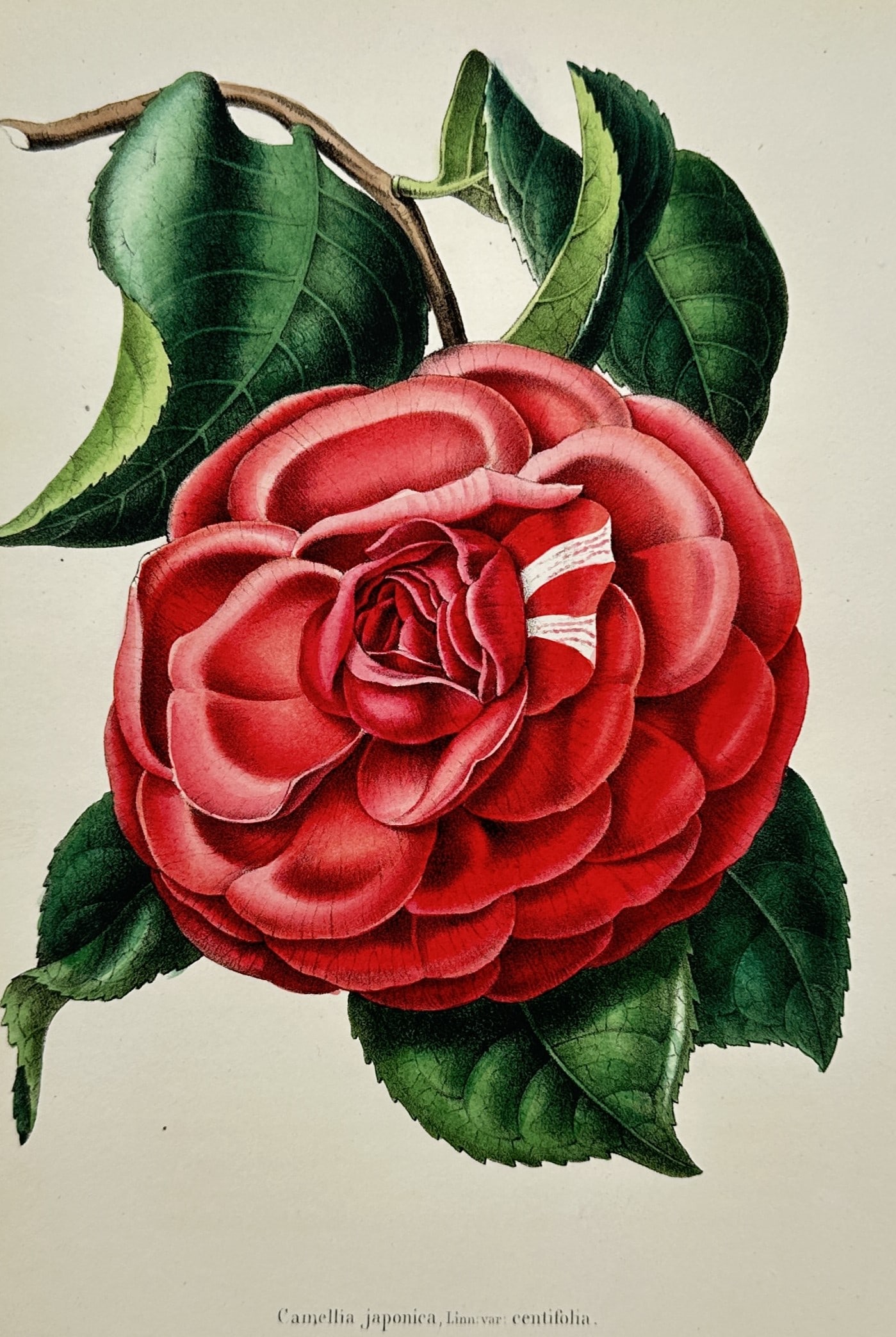 Guillaume Severeyns – Camellia Japonica Centifolia – Lithograph (19th Century) (1 of 2)