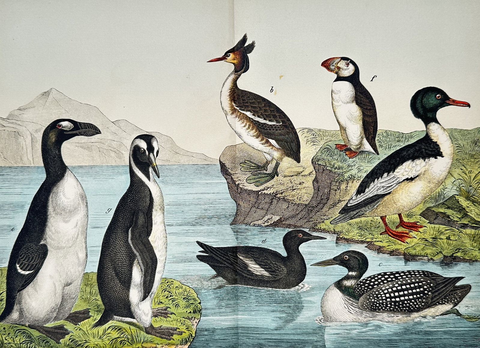 Gotthilf Heinrich von Schubert – Natural History of Water Birds – Lithograph (19th Century): "Water Birds" This natural history print illustrates a variety of swimming and coastal birds gathered near the shoreline against a mountainous backdrop. The work comes from an educational natural hist
