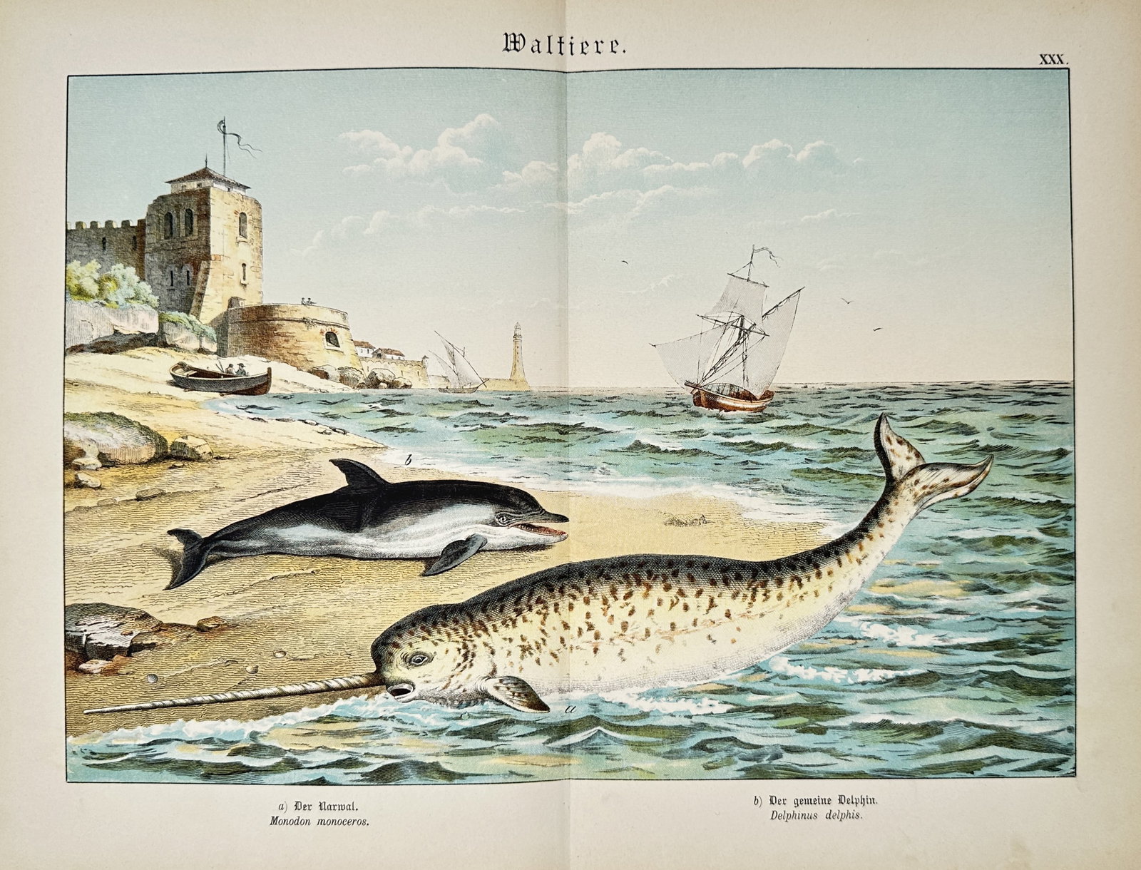 Gotthilf Heinrich von Schubert – Natural History of Cetaceans – Lithograph (19th Century): "Cetaceans" This natural history print illustrates a narwhal and a common dolphin swimming in shallow coastal waters near a sandy shoreline featuring a prominent stone fortress and distant sailing ves