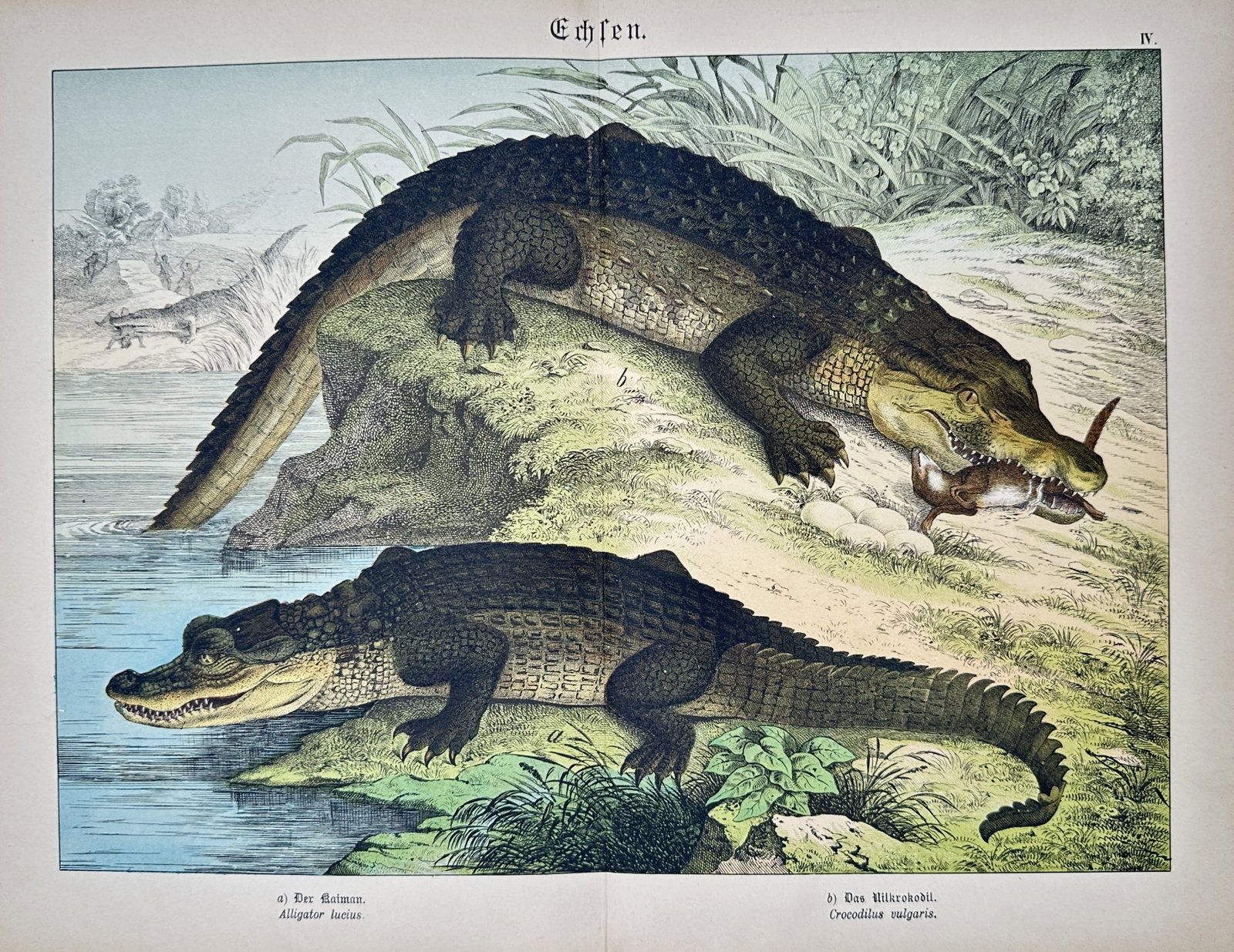 Gotthilf Heinrich von Schubert – Natural History of Crocodilians – Lithograph (19th Century): "Crocodilians" This natural history print illustrates a Nile crocodile and an alligator at the edge of a body of water, with one reptile positioned near a clutch of eggs on a grassy bank. The work com