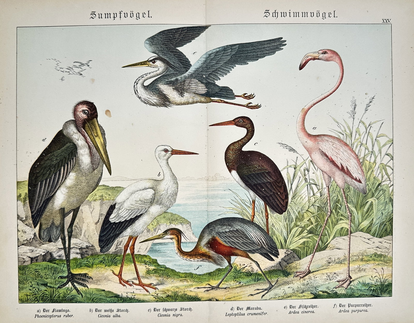 Gotthilf Heinrich von Schubert – Natural History of Wading and Water Birds – Lithograph: "Wading and Water Birds" This natural history print illustrates a variety of wading and coastal birds including a flamingo, storks, and herons gathered along a grassy shoreline against a distant coast