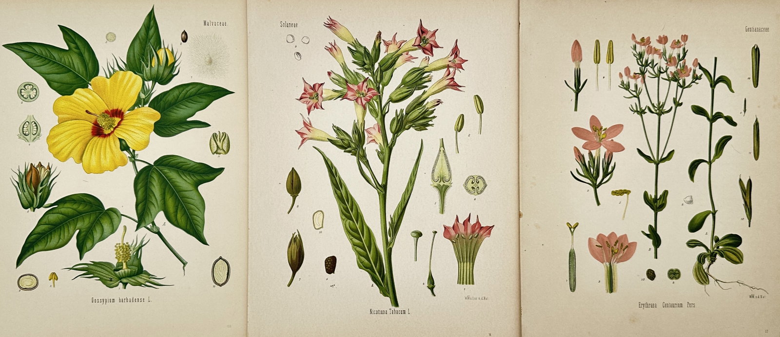 Carl Lindman – Set of 3: Botanical Studies – Lithographs (20th Century) (1 of 2)