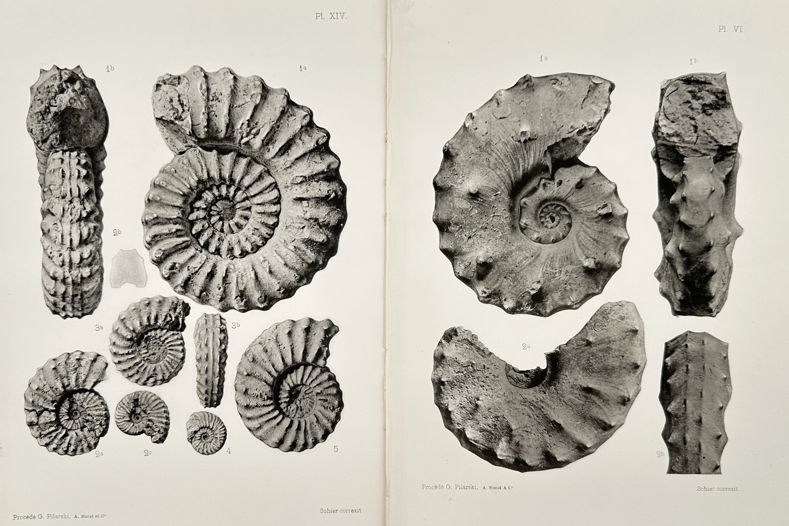Albert de Grossouvre – Set of 2: Paleontological Studies of Ammonite Fossils – Lithographs: "Paleontological Studies of Ammonite Fossils" depicts scientific specimen plates arranged to display various fossilized ammonite shells from multiple angles. These monochrome illustrations showcase th