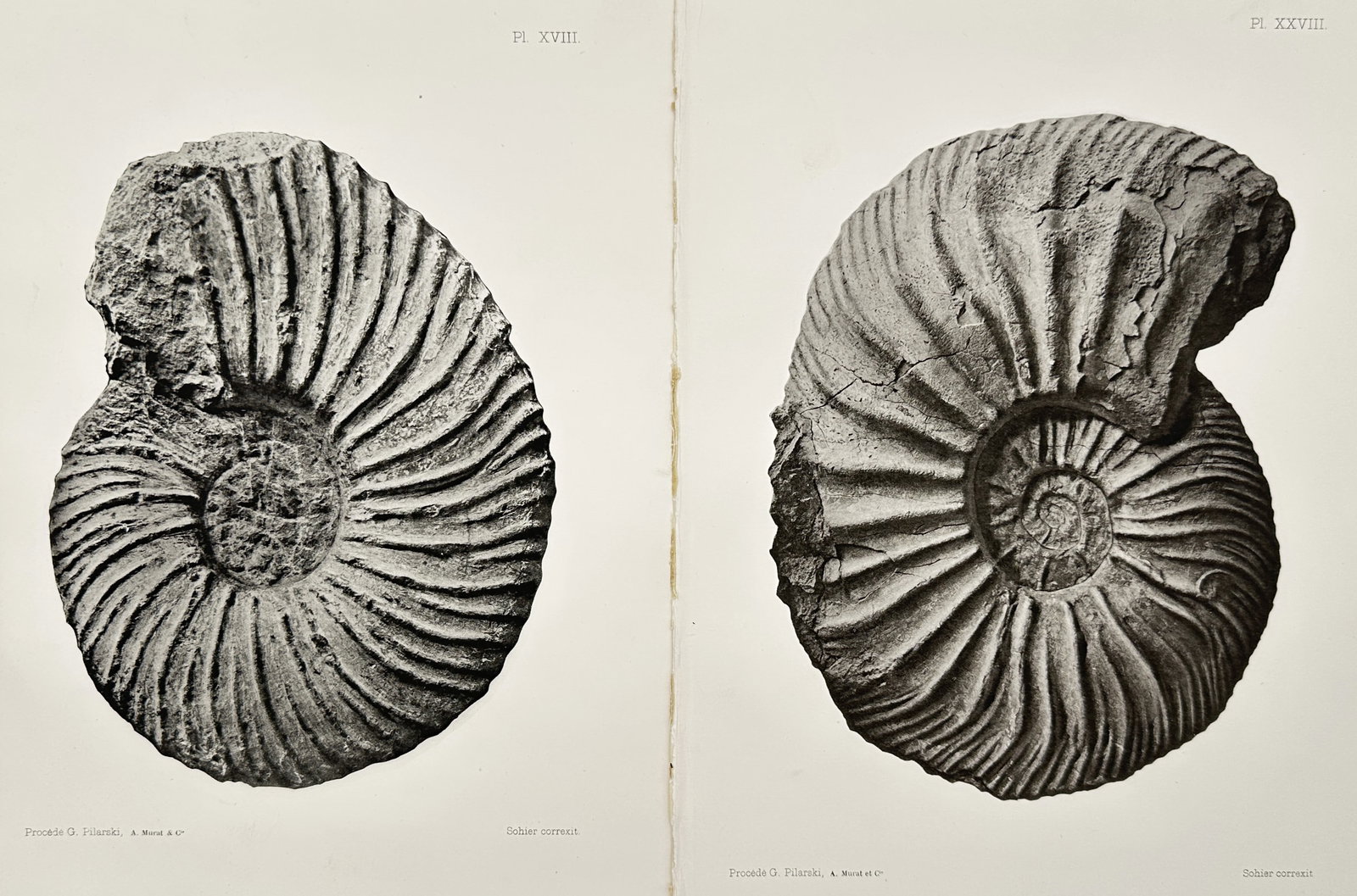 Albert de Grossouvre – Set of 2: Fossilized Ammonites of the Cretaceous Period – Lithographs (1 of 2)
