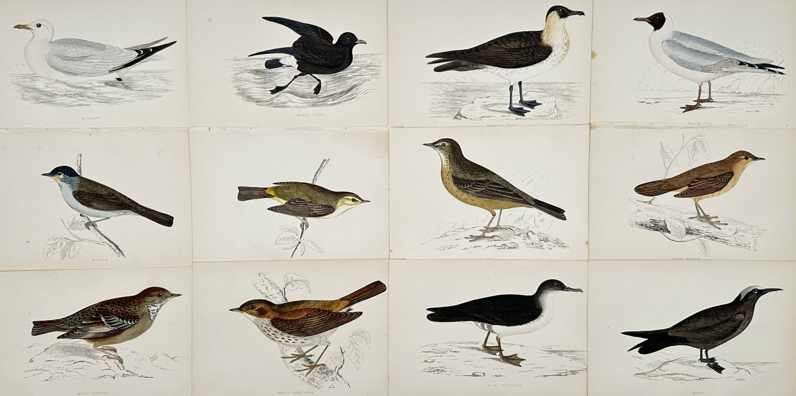 Francis Orpen Morris – Set of 12: Studies of British Birds – Lithograph (19th Century): "Studies of British Birds" depicts a variety of native and migratory bird species, including seabirds, songbirds, and thrushes, shown perched or wading in simplified coastal and terrestrial environmen