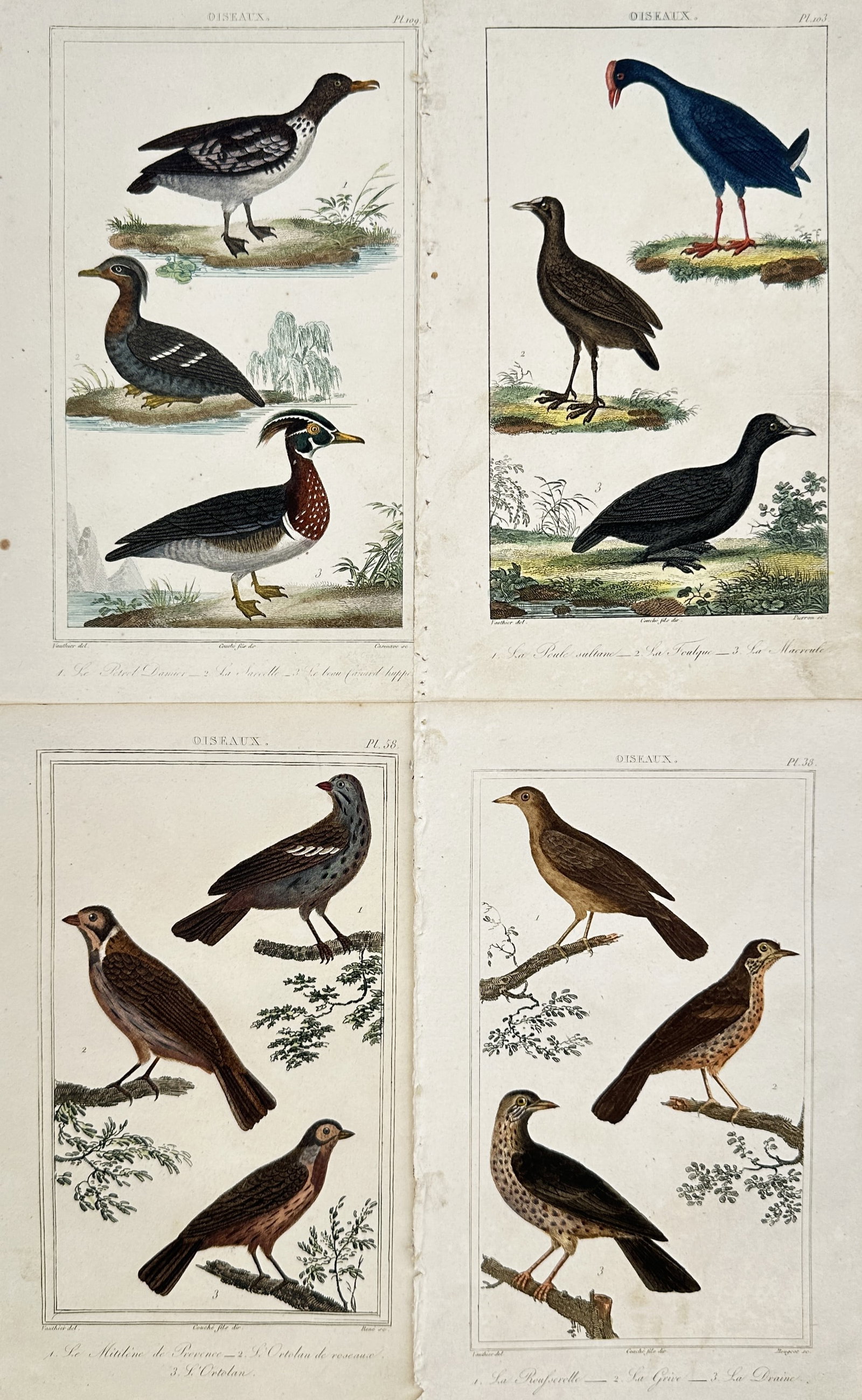Georges-Louis Leclerc de Buffon – Set of 4: Ornithological Studies of Global Birds (1 of 2)