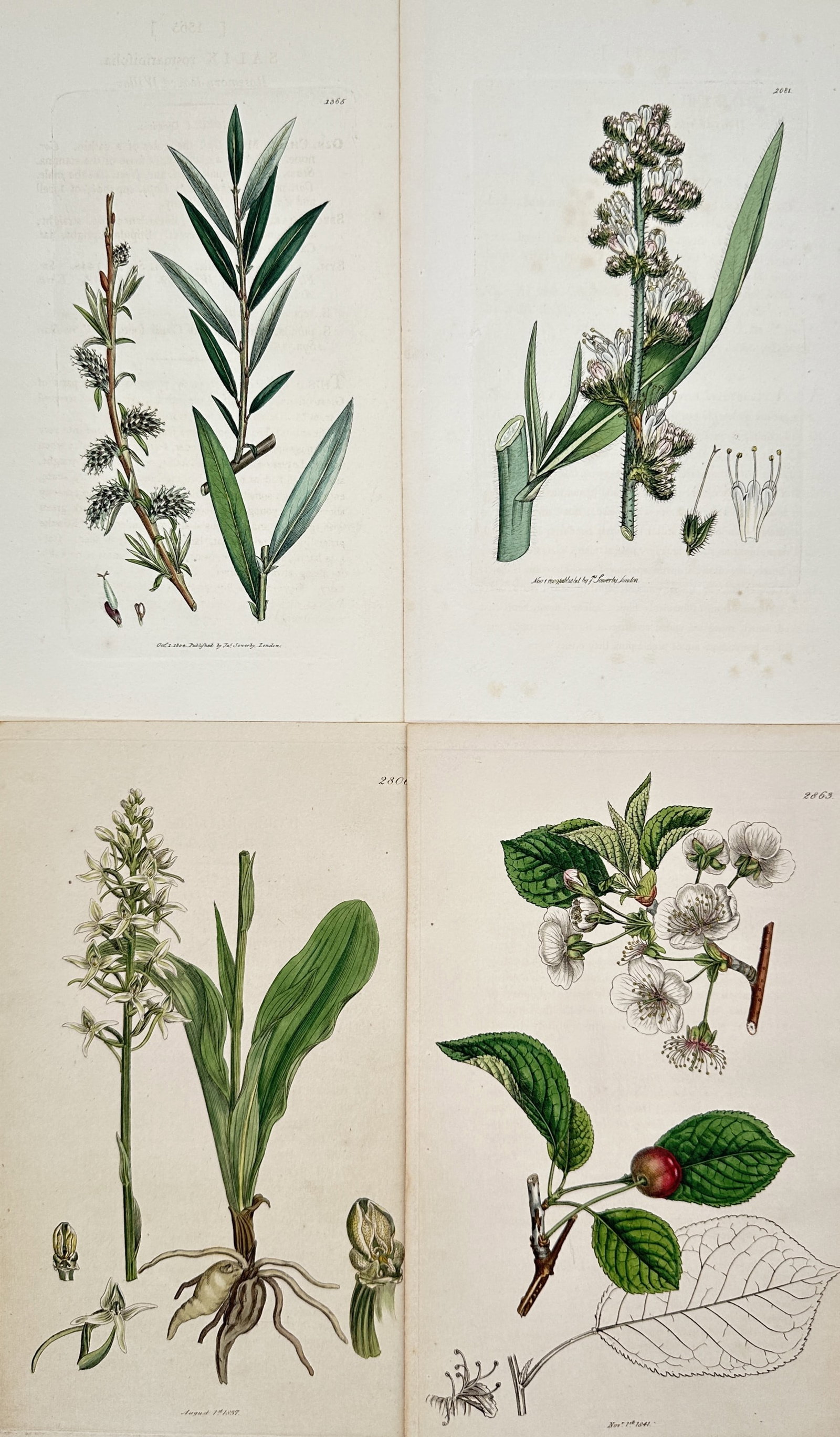 James Sowerby – Set of 4: Botanical Studies of British Flora – Hand-colored Engravings (1 of 2)
