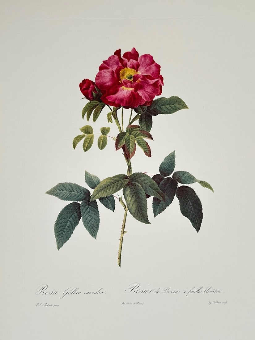 Pierre-Joseph Redoute, after – Blue-Leaved Gallica Rose – Offset print (20th Century) (1 of 2)