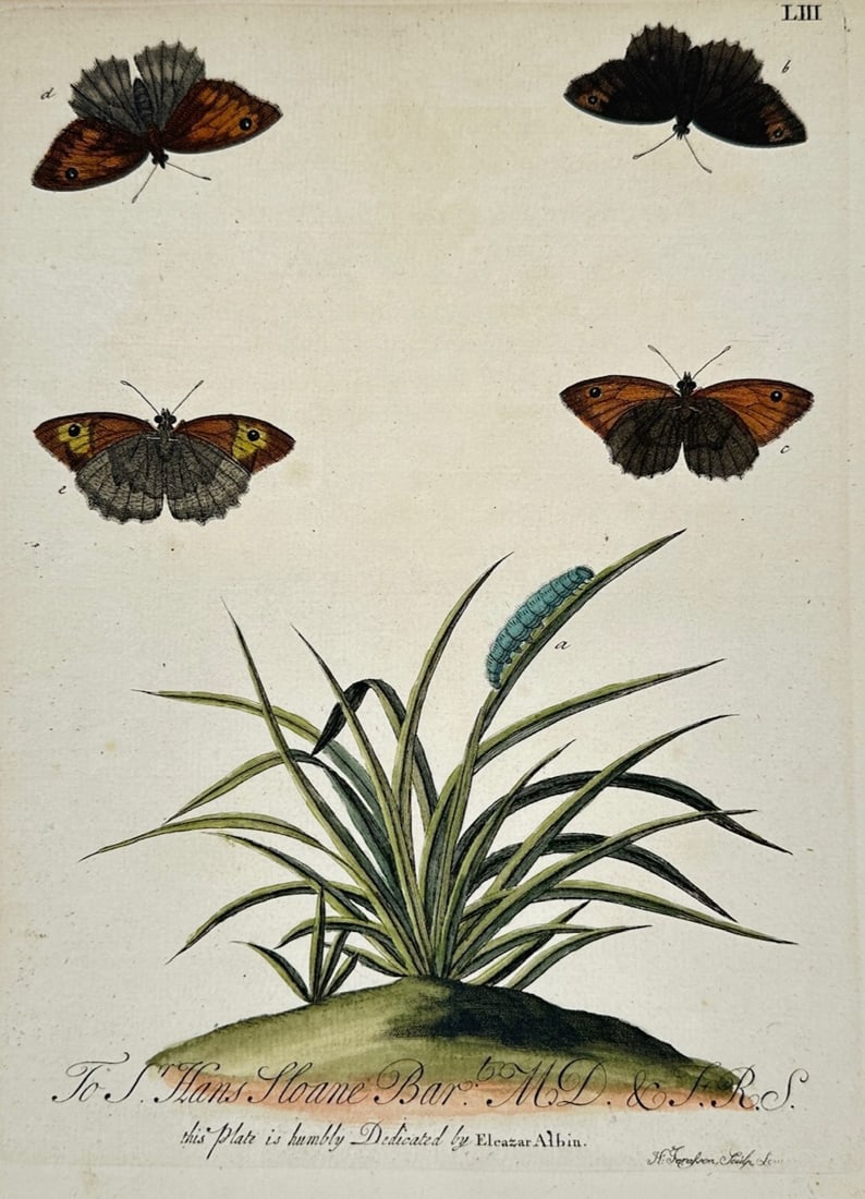 Eleazar Albin – Entomological Studies of Butterflies and a Caterpillar – Engraving (18th (1 of 2)