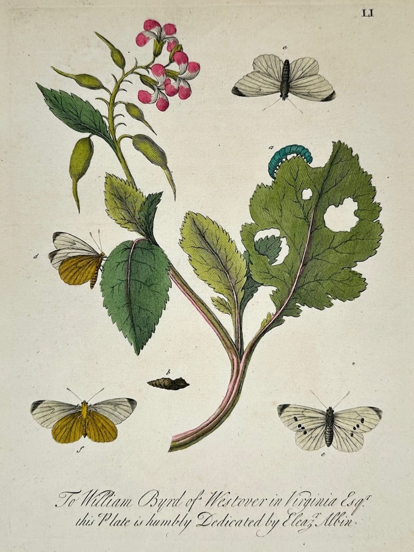 Eleazar Albin – Entomological Studies of White Butterflies and a Caterpillar – Engraving (1 of 2)