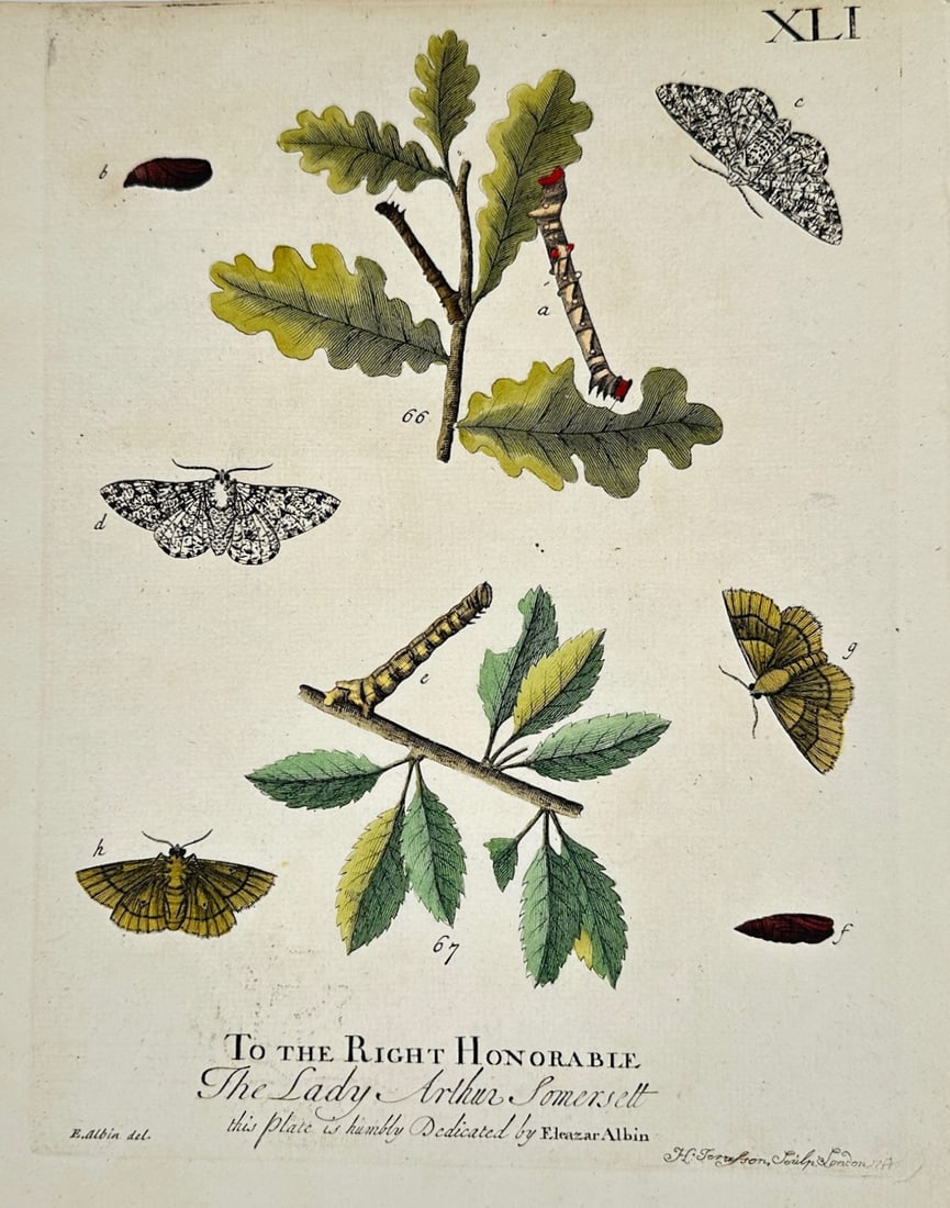 Eleazar Albin – Entomological Studies of Mottled Moths and Oak Caterpillars – Engraving: "Entomological Studies of Mottled Moths and Oak Caterpillars" This engraving displays a scientific compilation of various insect specimens, illustrating mottled and patterned moths, caterpillars, and 